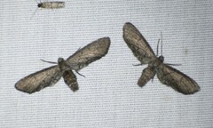 Glaucina erroraria