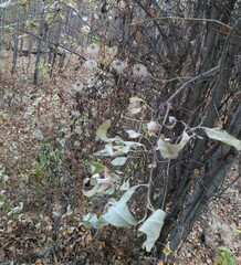 Clematis alpina sibirica