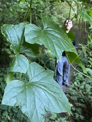 Sicyoeae
