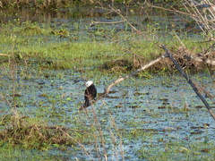 Arundinicola leucocephala