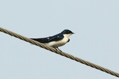 Hirundo leucosoma