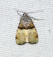 Cobubatha dividua