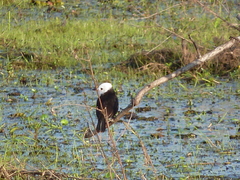 Arundinicola leucocephala
