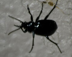 Calosoma marginale