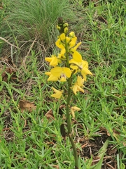 Eulophia speciosa