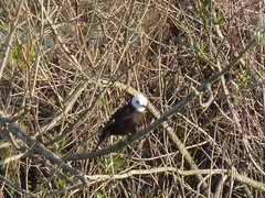 Arundinicola leucocephala