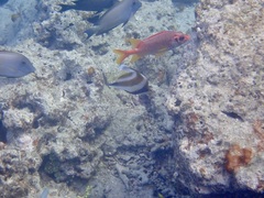 Heniochus chrysostomus