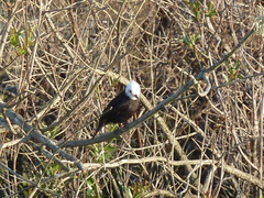 Arundinicola leucocephala