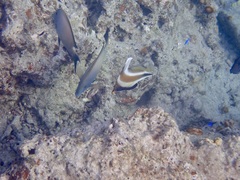 Heniochus chrysostomus