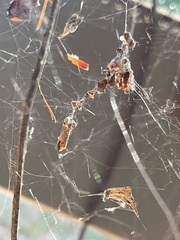 Metepeira labyrinthea