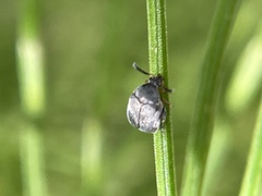 Bruchinae