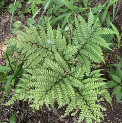 Athyrium otophorum
