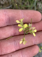 Sisymbrium altissimum