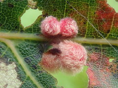 Callirhytis piperoides