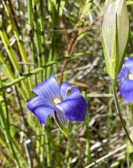 Gentianopsis macrantha