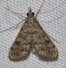 Dolicharthria daralis