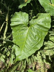 Xanthosoma sagittifolium