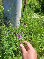 Medicago sativa