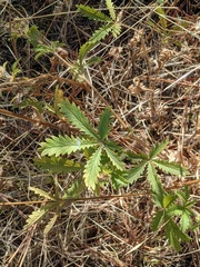 Potentilla recta