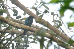 Hylopsar cupreocauda