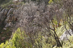 Leucadendron xanthoconus