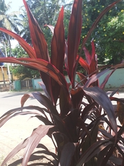 Cordyline fruticosa