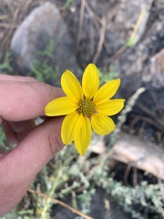 Helianthus gracilentus