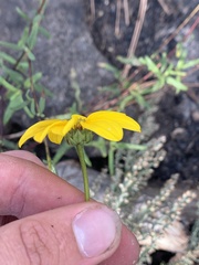 Helianthus gracilentus
