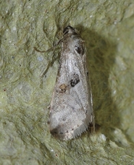 Zebeeba falsalis