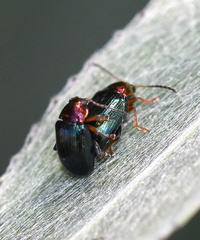 Crepidodera