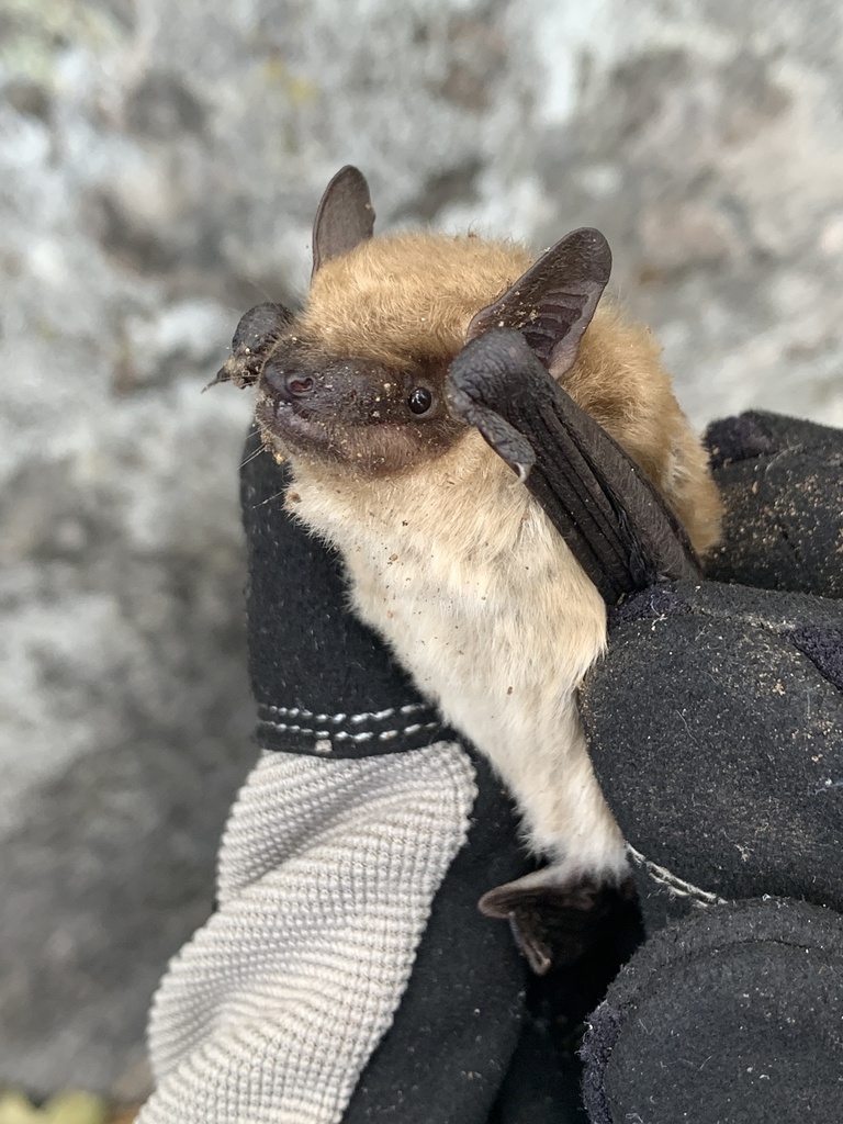 Big Brown Bat in October 2022 by Alex Castelein. Found under granite ...