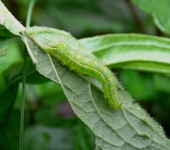 Diachrysia chrysitis