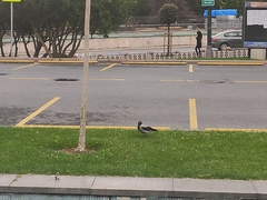 Corvus cornix