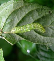 Diachrysia chrysitis