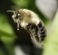 Bombus impatiens