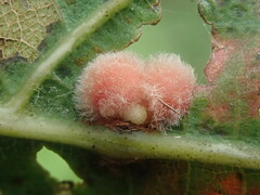 Callirhytis piperoides