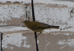 Phylloscopus
