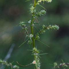 Salsola tragus
