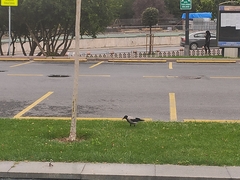 Corvus cornix