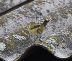 Phylloscopus