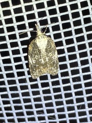 Platynota exasperatana