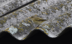 Phylloscopus