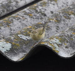Phylloscopus