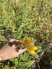 Helianthus strumosus