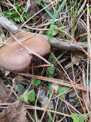 Cortinarius cinnamomeus