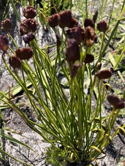 Schizaea pectinata