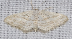 Idaea elongaria
