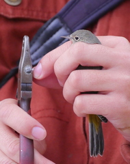 Leiothlypis virginiae