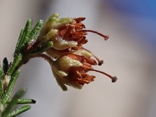 Erica crassisepala