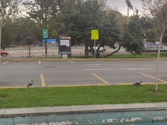 Corvus cornix